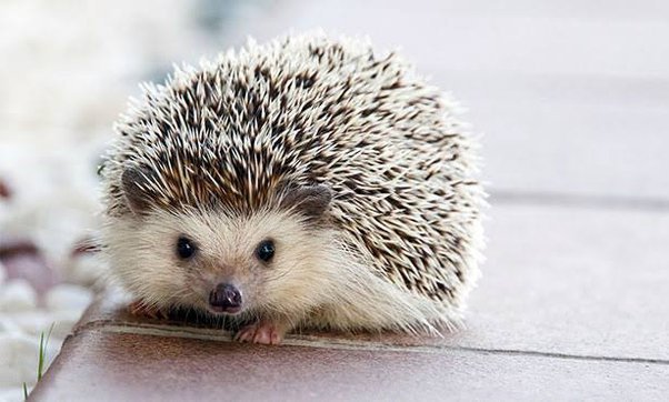 Is It Illegal To Keep A Hedgehog As A Pet In California? 