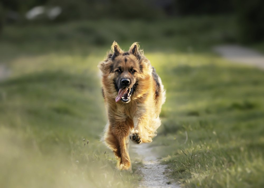 8 Energetic Dog Breeds That Will Active Families On Their Feet 