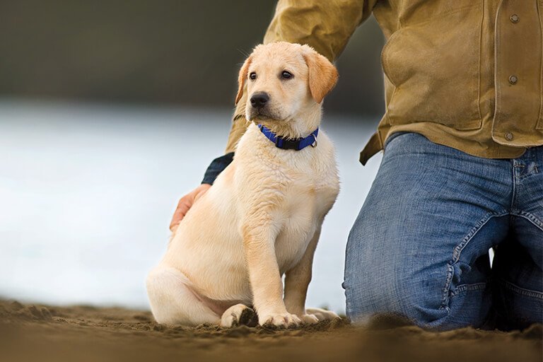 The Benefits Of Petting Labradors 